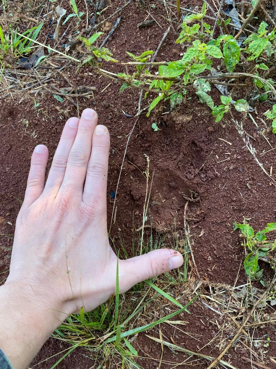 Hallan huellas de felino de gran porte en zona rural de Campo Grande: Operativo preventivo en marcha