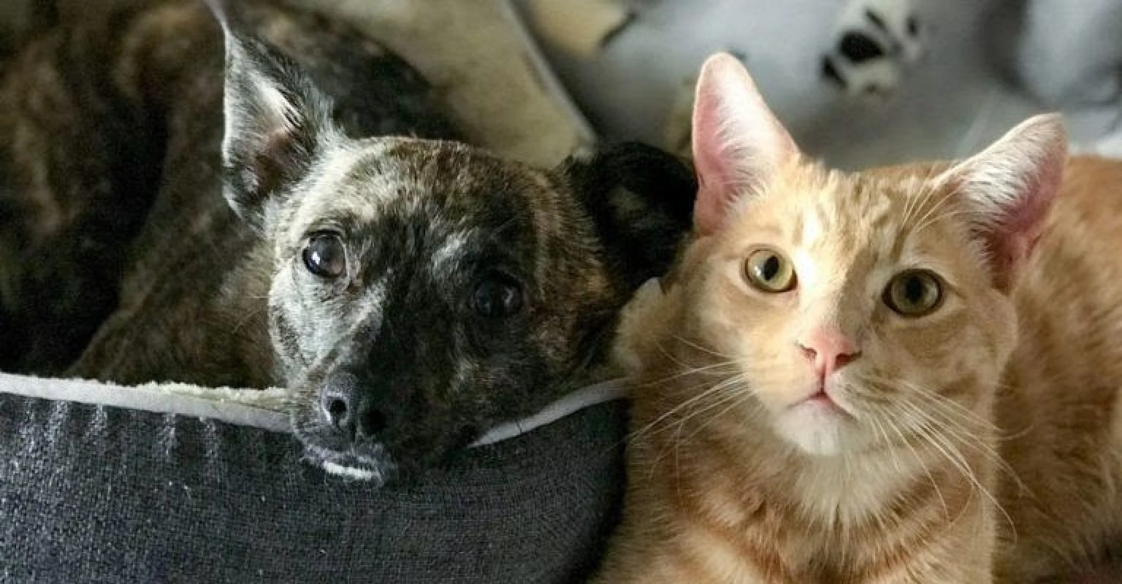 San Ignacio Lanza Campaña de Vacunación Antirrábica y Control Prequirúrgico para Mascotas