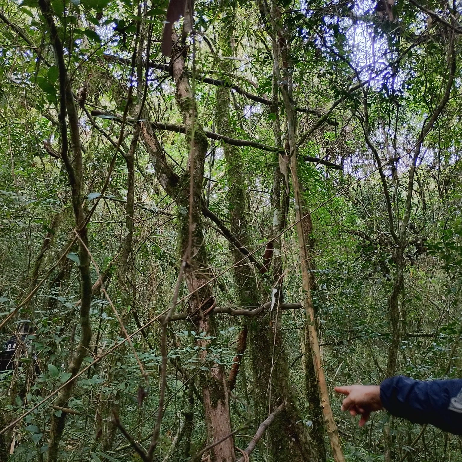 Caza Furtiva al Acecho: Destruyen Trampas Letales en Monte de Gobernador Roca