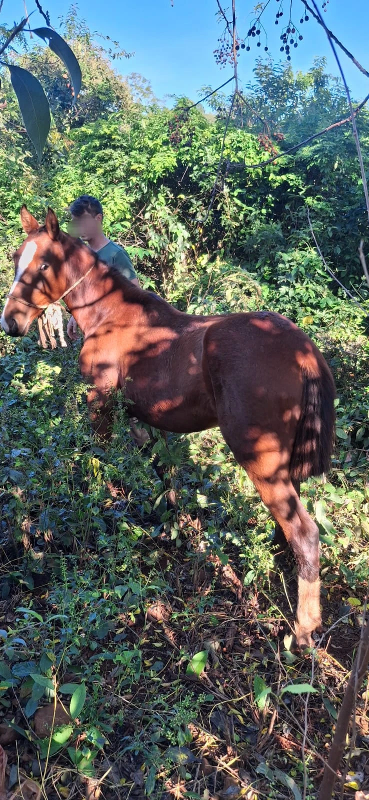 El Cierre de un Robo Rural: Recuperados los Tres Caballos Robados en San Ignacio