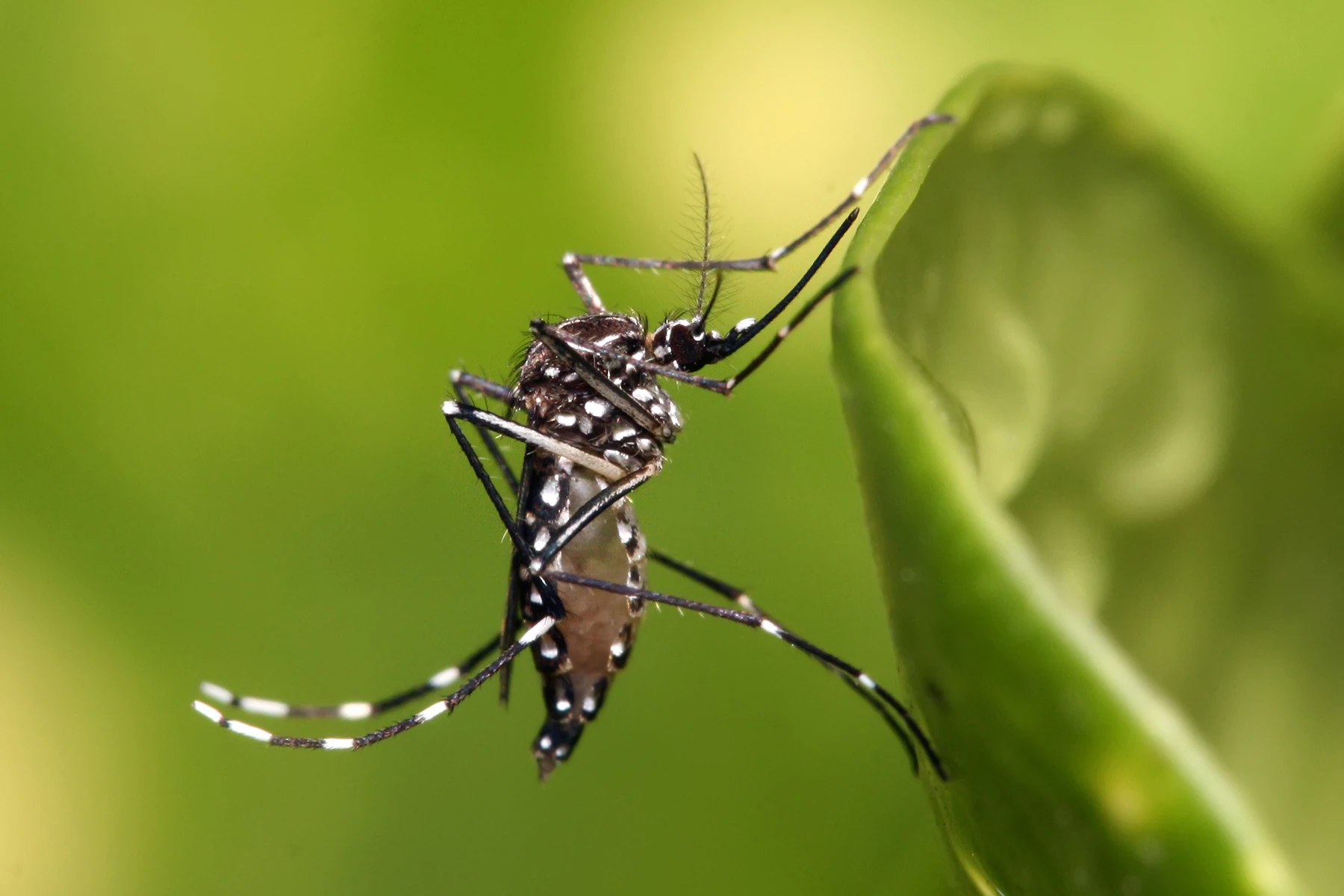 Alerta Sanitaria en Pipó: Intensifican Prevención contra el Dengue ante Lluvias y Pronóstico Climático