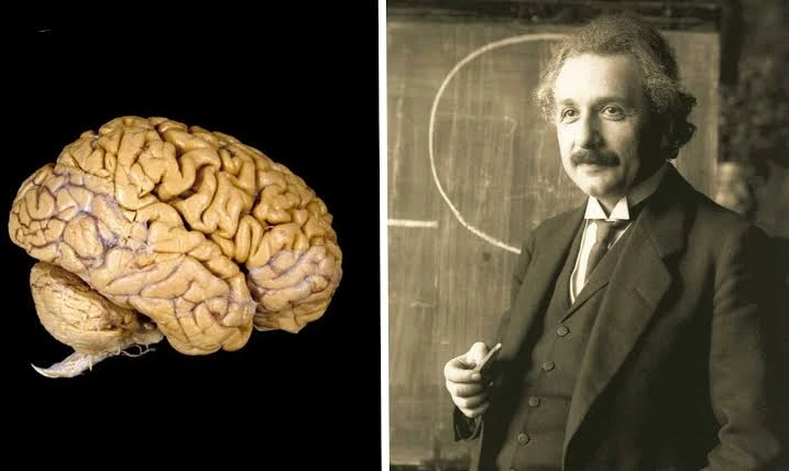 El Cerebro: Un Universo Desconocido en Nuestro Interior