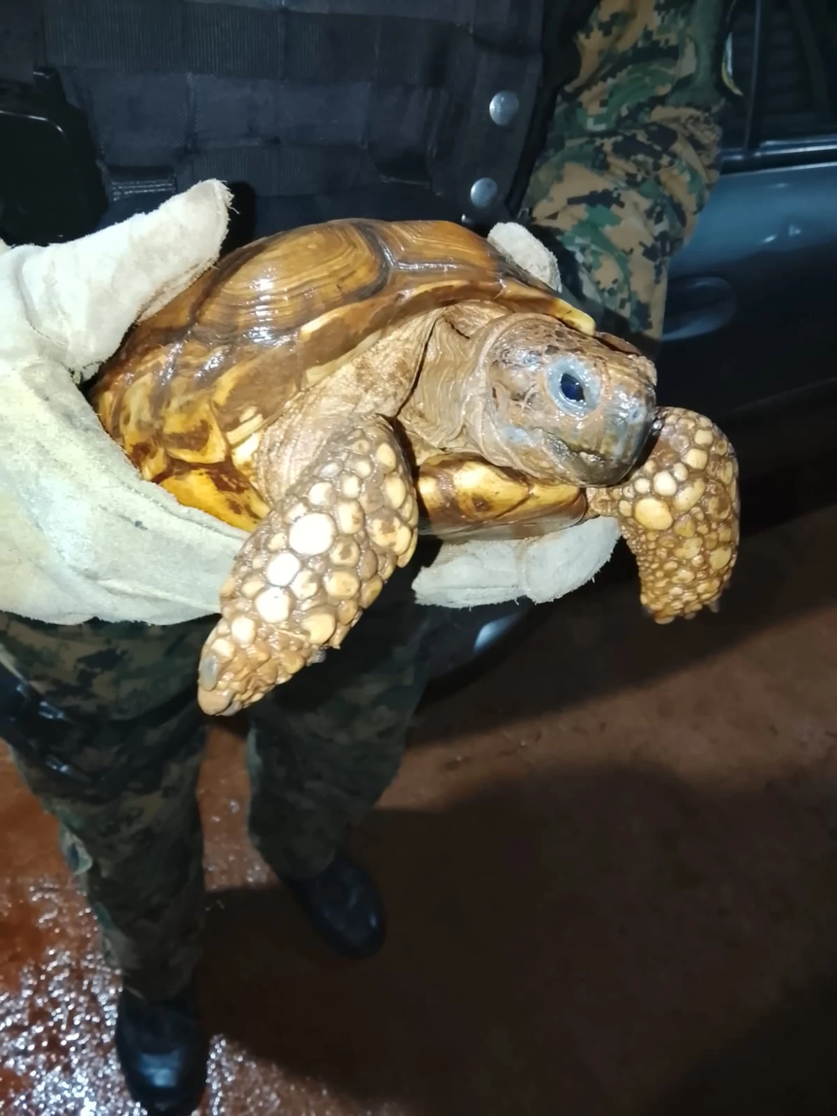 Intervención policial salva tortuga terrestre hallada por vecinos