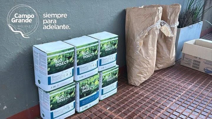 Impulso a la Cúrcuma en Campo Grande: Apoyo Municipal a Productores Locales