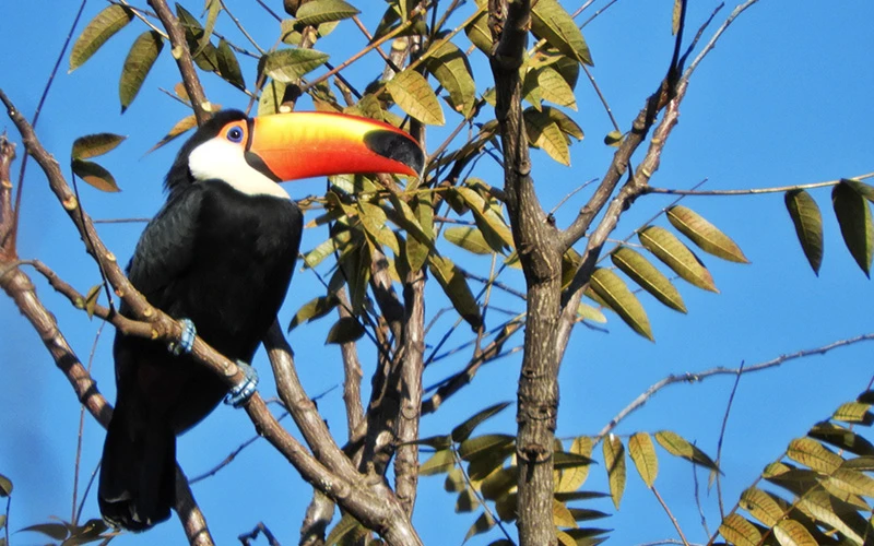 Puerto Rico propone una mañana de observación de aves en el Monte Seguín