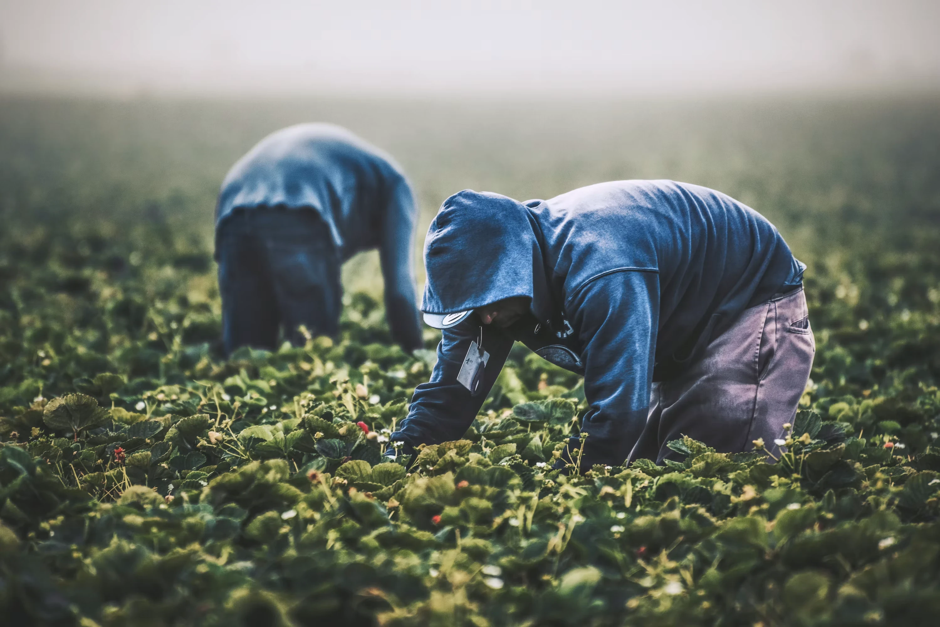 Raíces de la Tierra: Celebrando el Día del Agricultor y del Productor Agropecuario