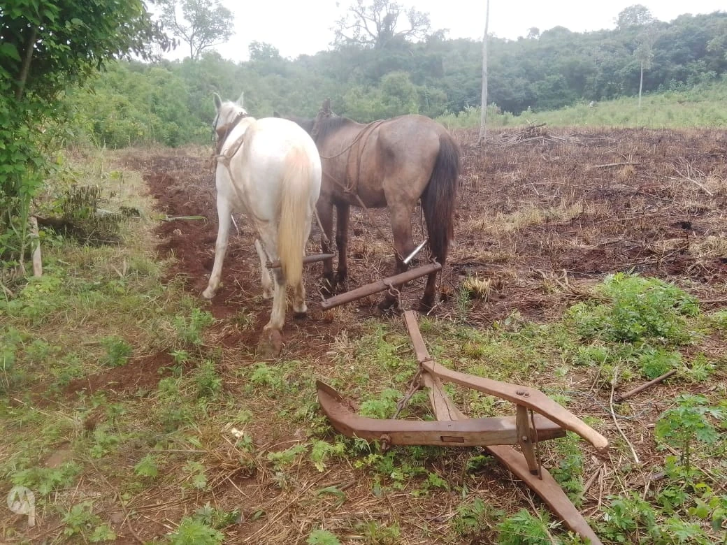 Encontró sus dos caballos en una chacra lindante tras denunciarlos como robados en Gobernador Roca