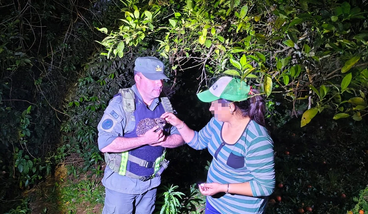 Rescatan en Colonia Aurora a una cría de gato tirica que era atacada por una jauría