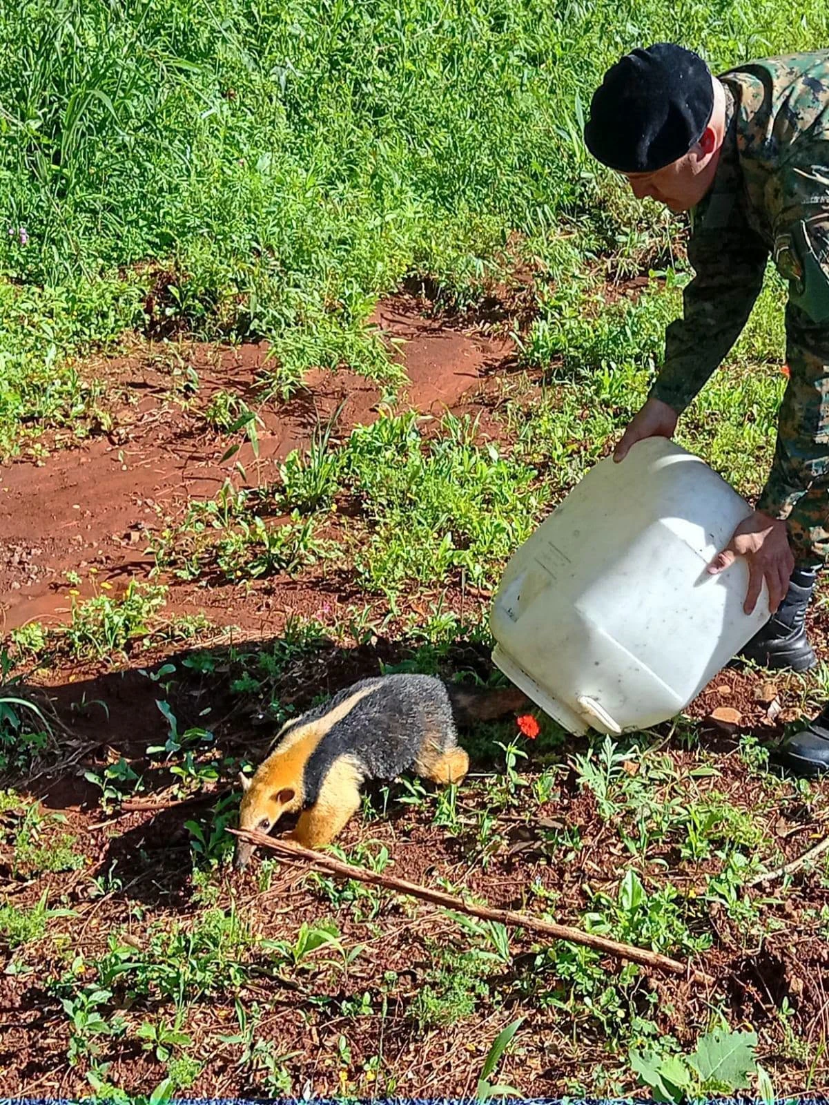 De una garza herida a un oso hormiguero: dos rescates para proteger la fauna silvestre