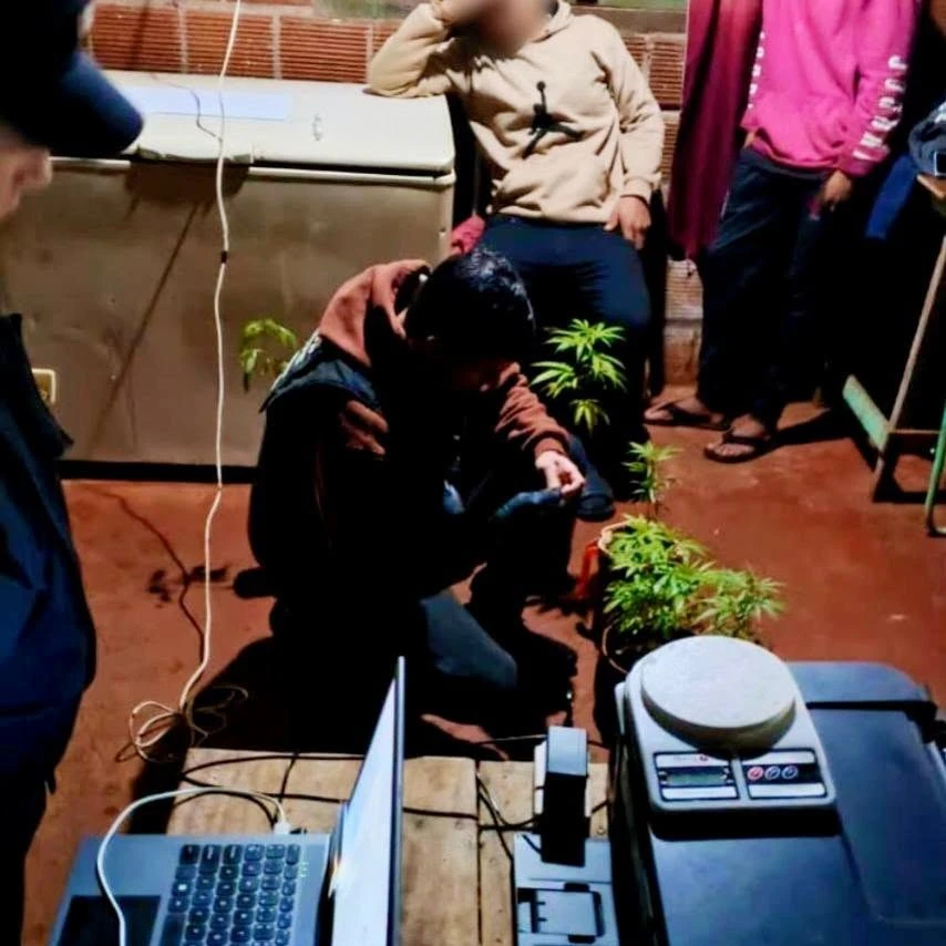 Fueron a buscar cables robados y hallaron 24 plantas de cannabis en General Urquiza