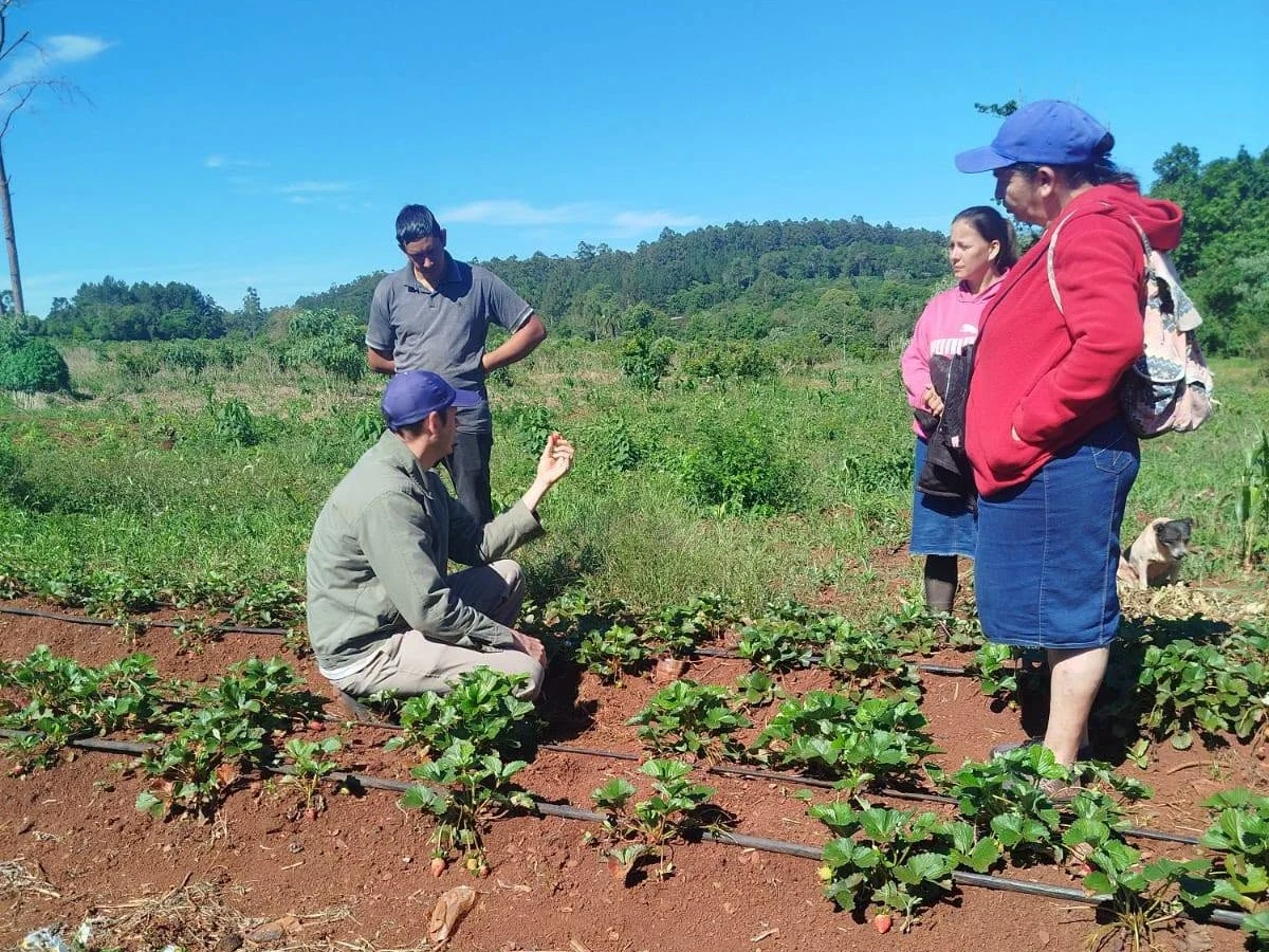 El Alcázar impulsa la producción de frutillas con asistencia técnica y articulación con el INTA
